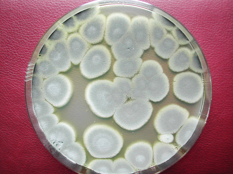 Funghi degradatori PCB